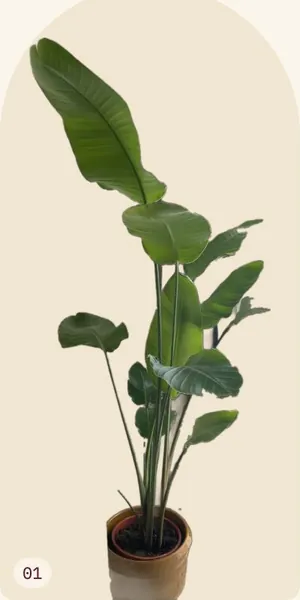 A tall leafy plant